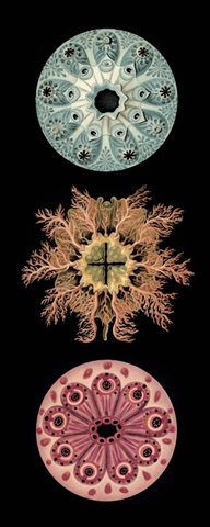 Kaleidoscope Anemone I