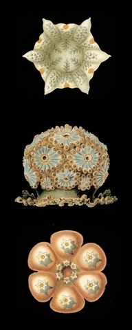 Kaleidoscope Anemone III