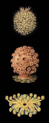 Kaleidoscope Anemone IV