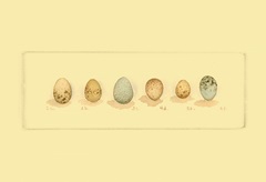 Life of a Songbird I