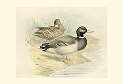 Mallard