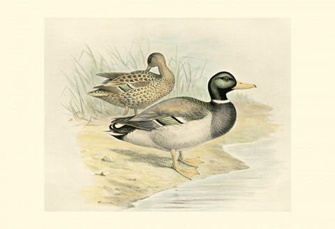 Mallard