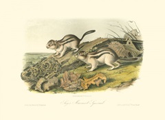 Marmot Squirrel