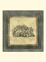 Mini Exotic Coral I (U)