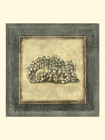 Mini Exotic Coral I (U)