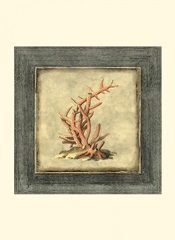 Mini Exotic Coral IV (U)