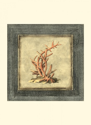 Mini Exotic Coral IV (U)