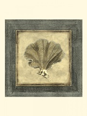 Mini Exotic Coral VI (U)