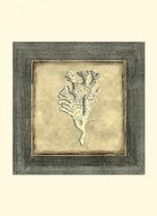 Mini Exotic Coral X (U)