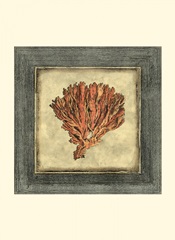 Mini Exotic Coral XI (U)