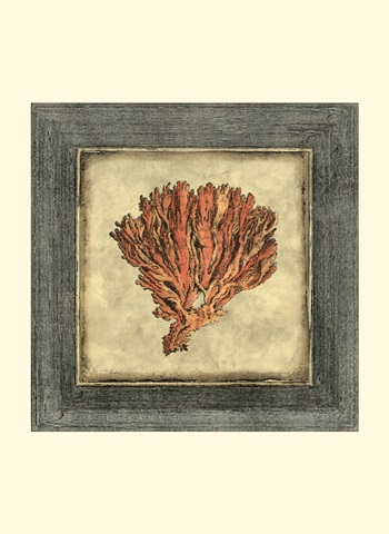 Mini Exotic Coral XI (U)