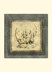 Mini Exotic Coral XII (U)