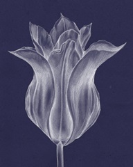 Monochrome Tulip III