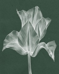Monochrome Tulip IV