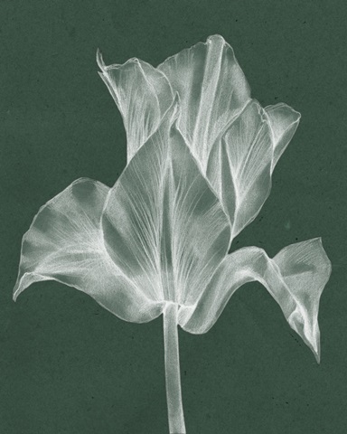 Monochrome Tulip IV