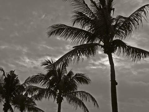 Palms at Night IV