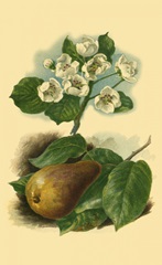 Pear Blossom