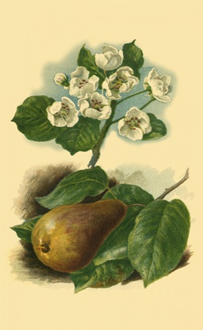 Pear Blossom