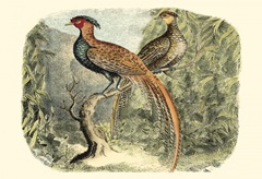 Pheasant Varieties II