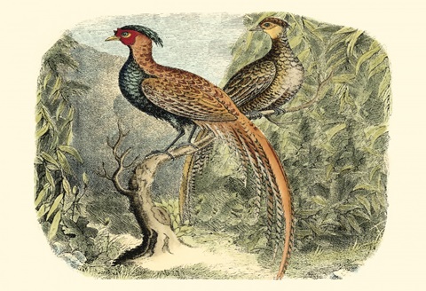 Pheasant Varieties II