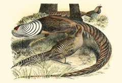 Pheasant Varieties III