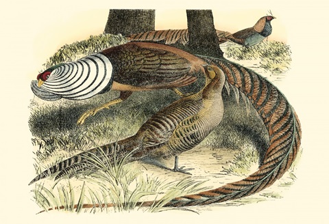 Pheasant Varieties III