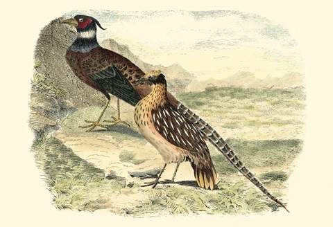 Pheasant Varieties IV