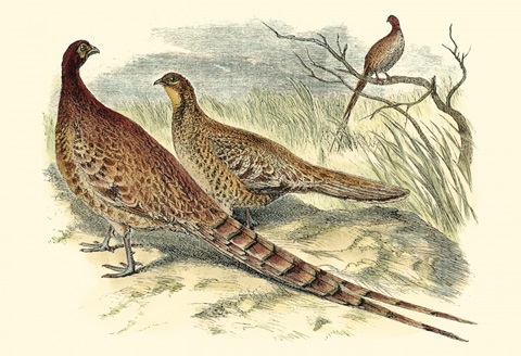 Pheasant Varieties VI