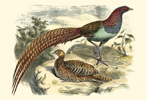 Pheasant Varieties VII