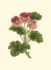 Pink Geranium I