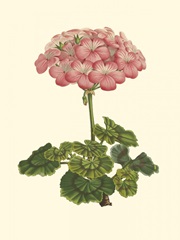 Pink Geranium III