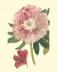 Pink Rhododendron