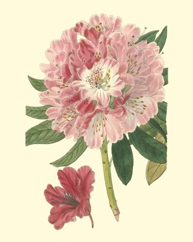 Pink Rhododendron