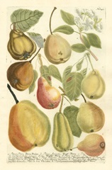 Plentiful Pears II