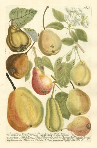 Plentiful Pears II