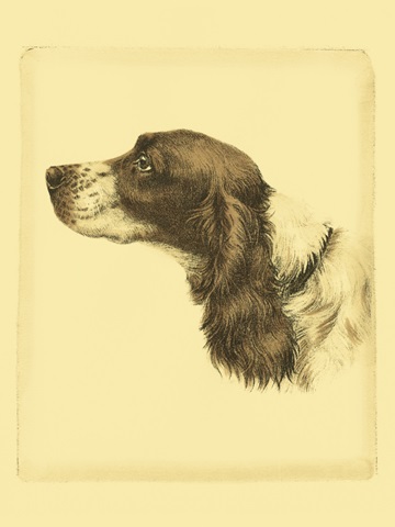 Printed Danchin Cocker Spaniel (ST)