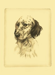 Printed Danchin Setter (ST)