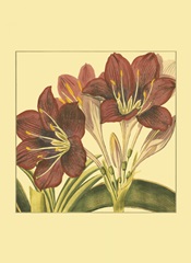 Printed Poetic Blossoms I (HI)