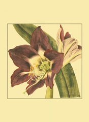 Printed Poetic Blossoms III (HI)