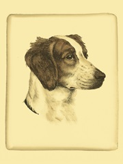 Prntd Danchin Brittany Spaniel (ST)