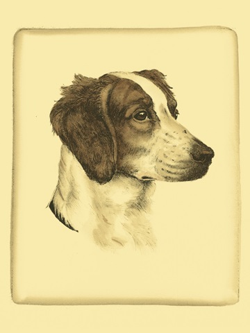 Prntd Danchin Brittany Spaniel (ST)