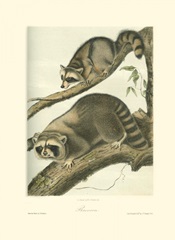 Raccoon