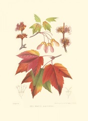 Red Maple