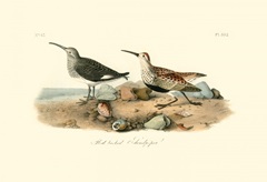 Red-backed Sandpiper