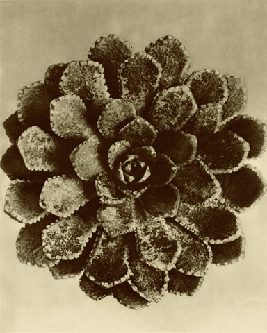 Sepia Botany Study II