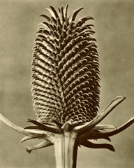 Sepia Botany Study III