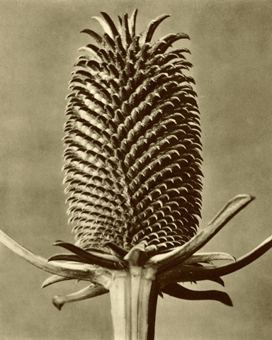 Sepia Botany Study III
