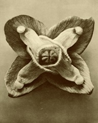 Sepia Botany Study V