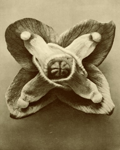 Sepia Botany Study V