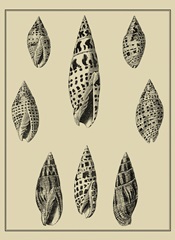 Shells on Khaki IV